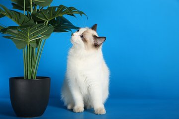 比特派钱包app下载钱包