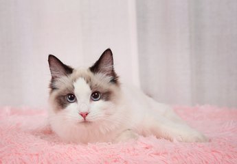 im钱包苹果下载安装