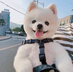 kok平台苹果版下载